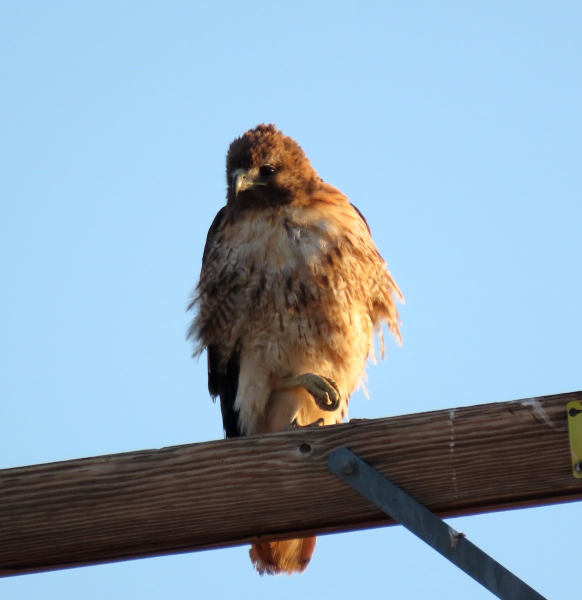 Red-tailed Hawk - ML619896090
