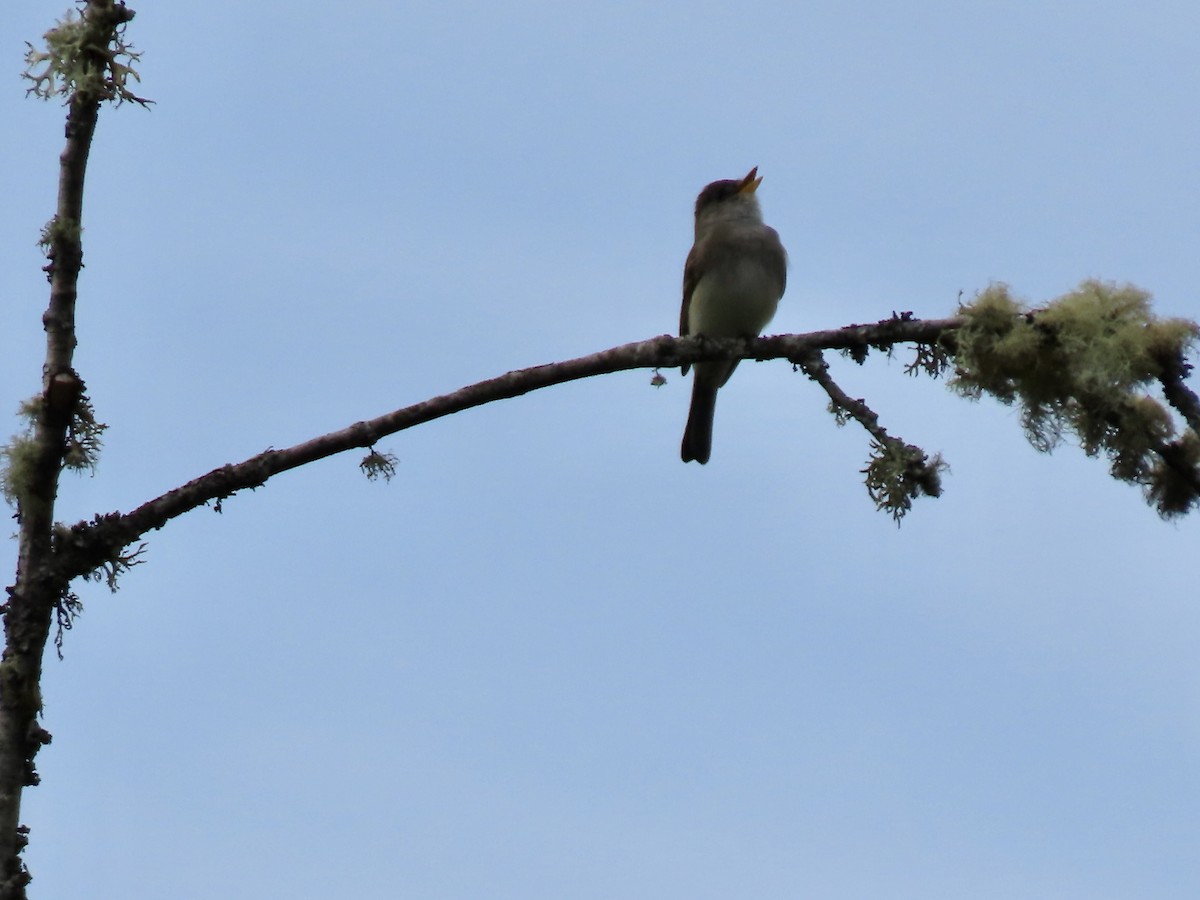 Willow Flycatcher - ML619896099