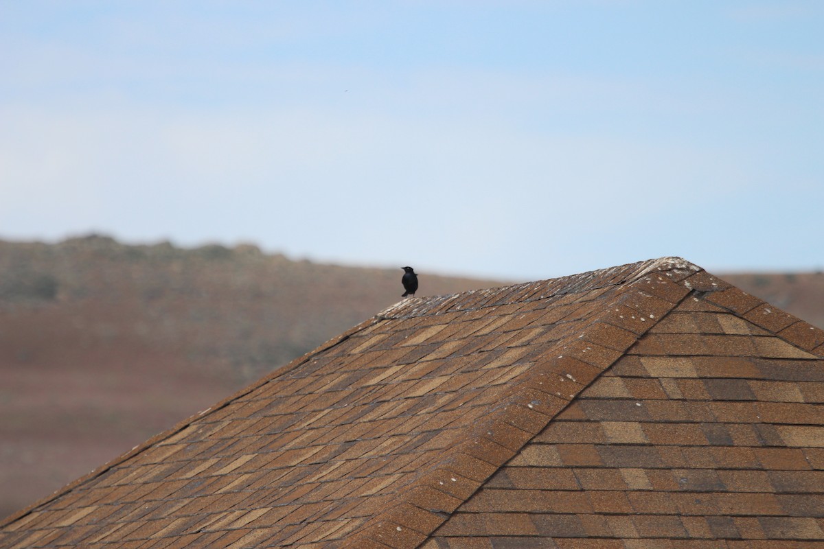 Brewer's Blackbird - ML619896106