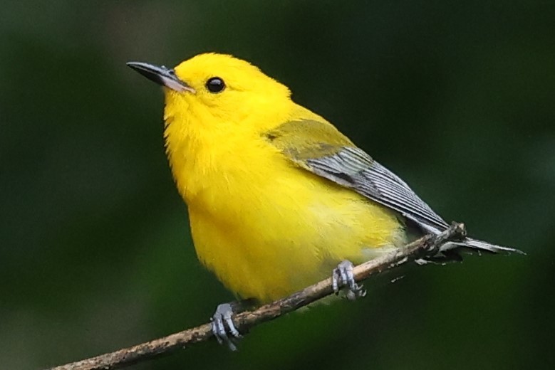 Prothonotary Warbler - ML619896112