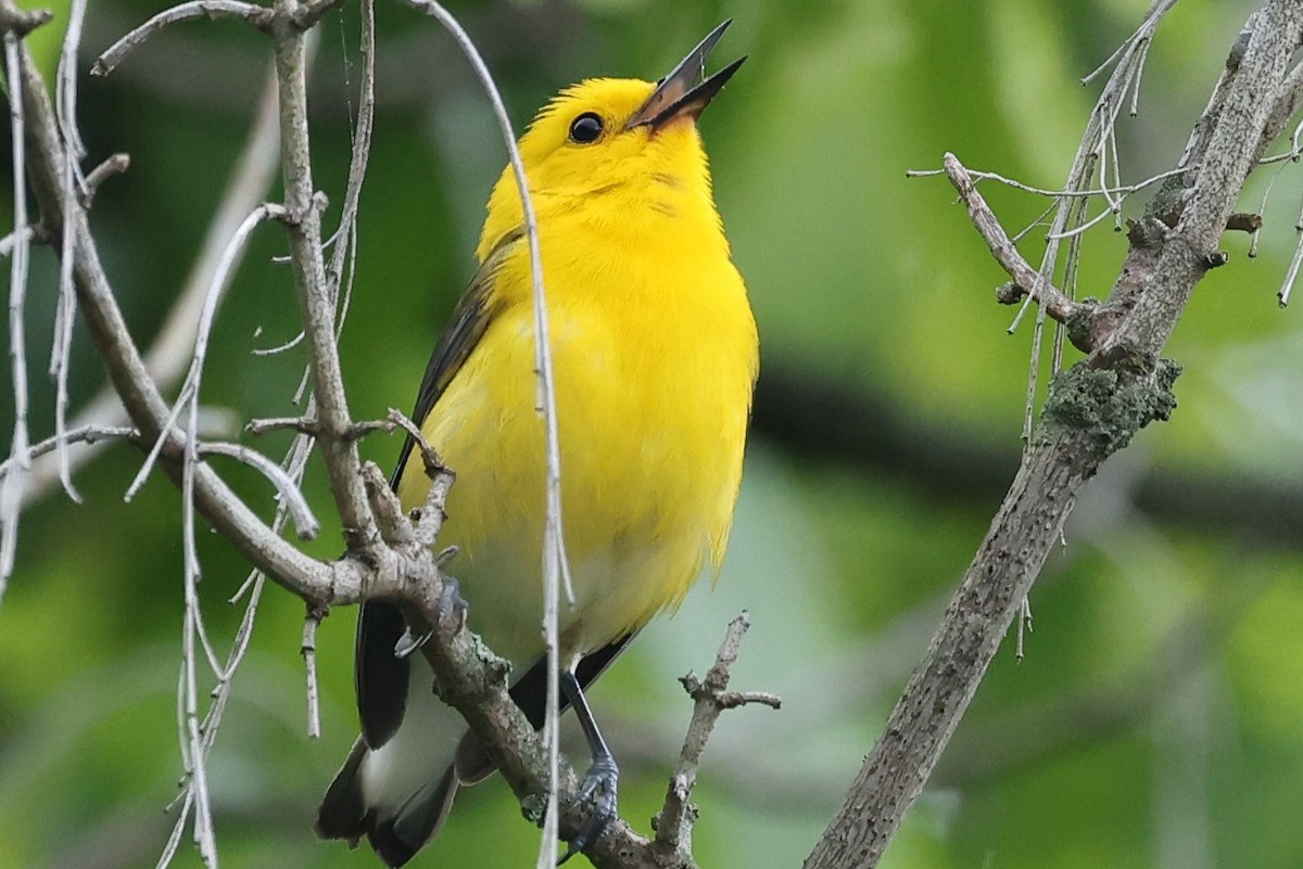 Prothonotary Warbler - ML619896113