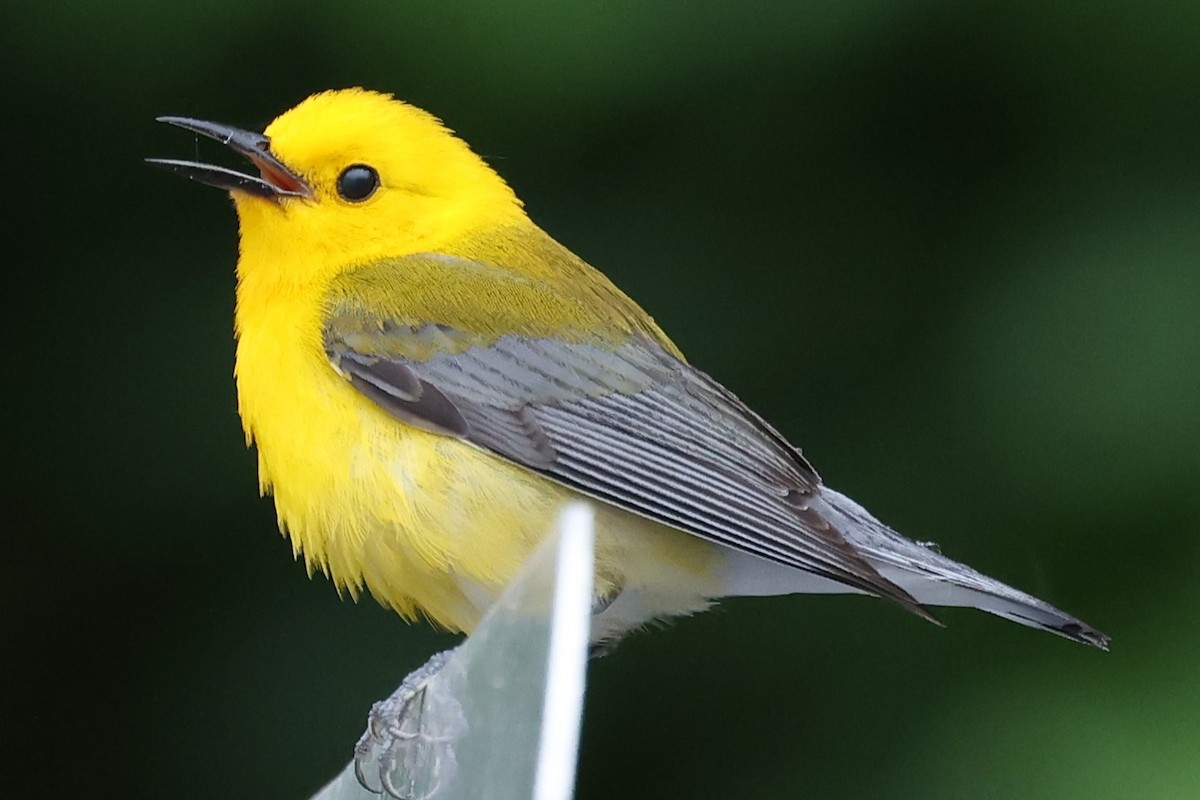 Prothonotary Warbler - ML619896114