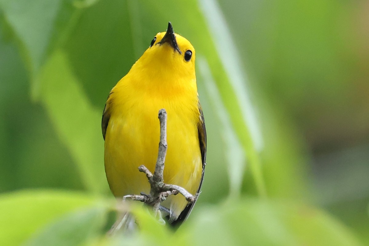Prothonotary Warbler - ML619896115