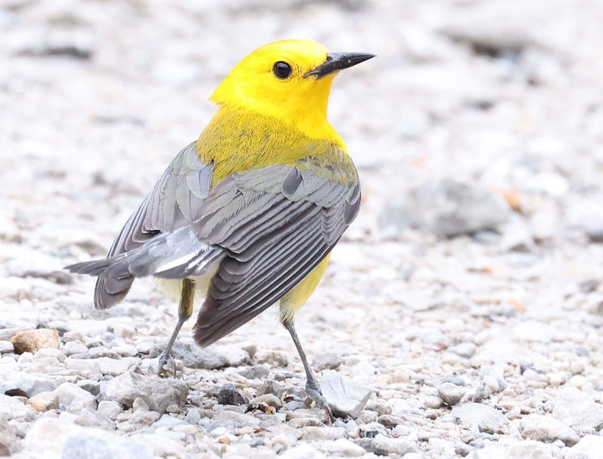Prothonotary Warbler - ML619896116