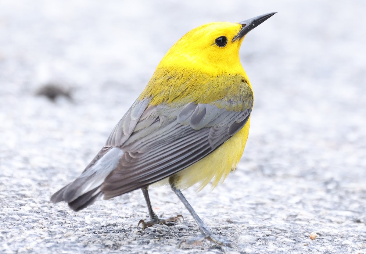 Prothonotary Warbler - ML619896117