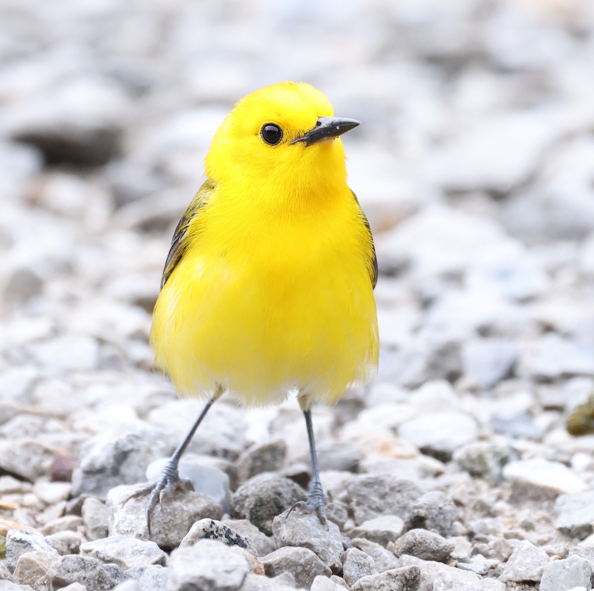 Prothonotary Warbler - ML619896118