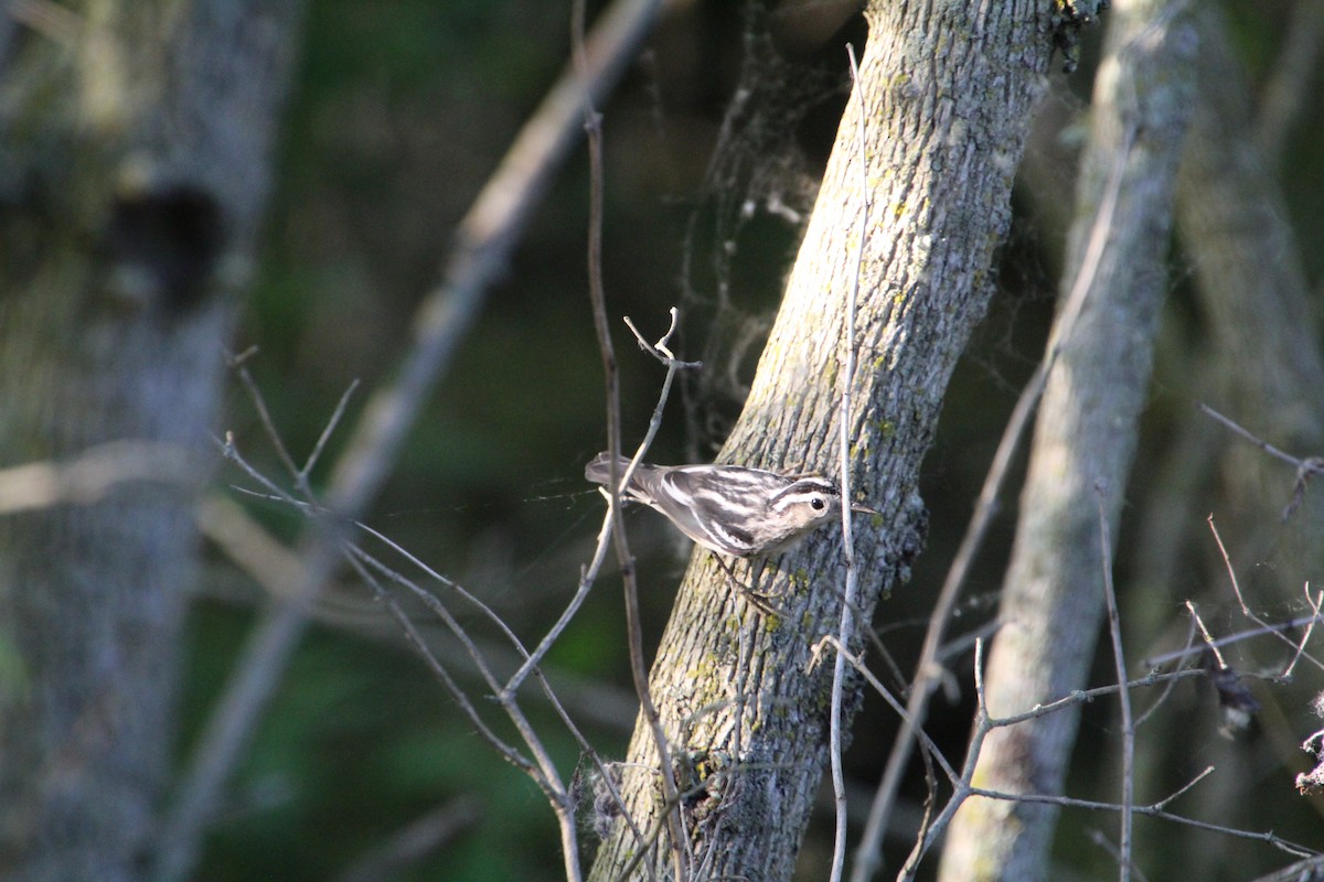 Black-and-white Warbler - ML619896122