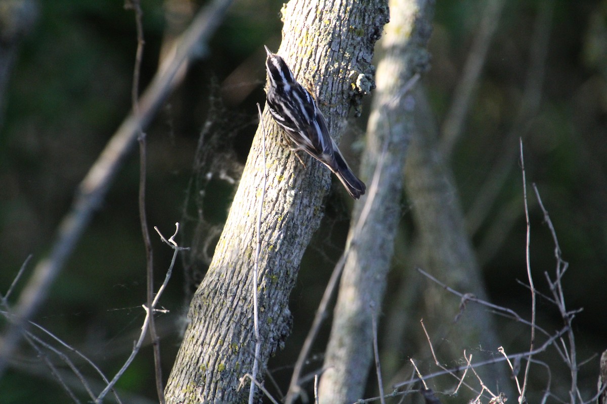 Black-and-white Warbler - ML619896123