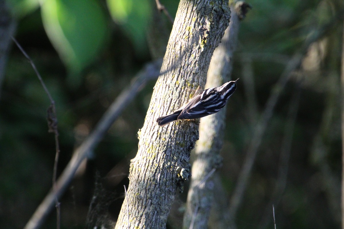 Black-and-white Warbler - ML619896124