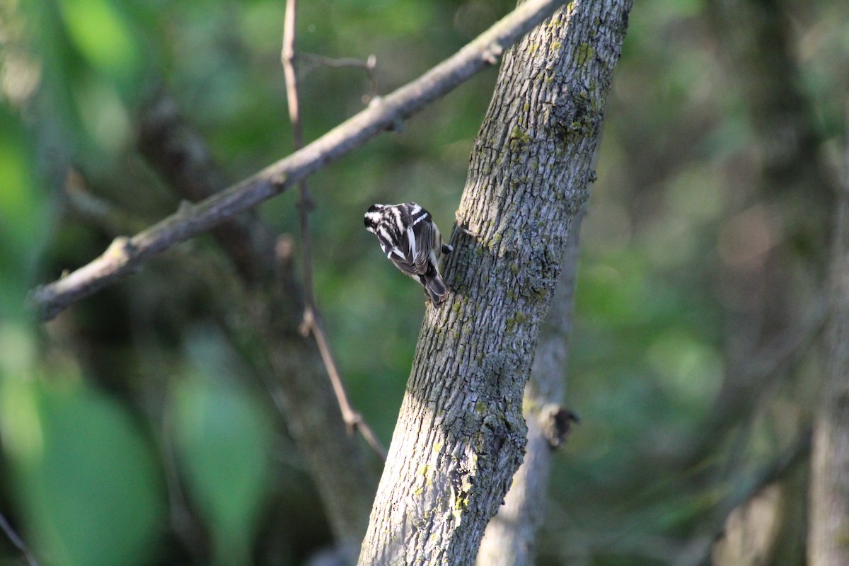 Black-and-white Warbler - ML619896125