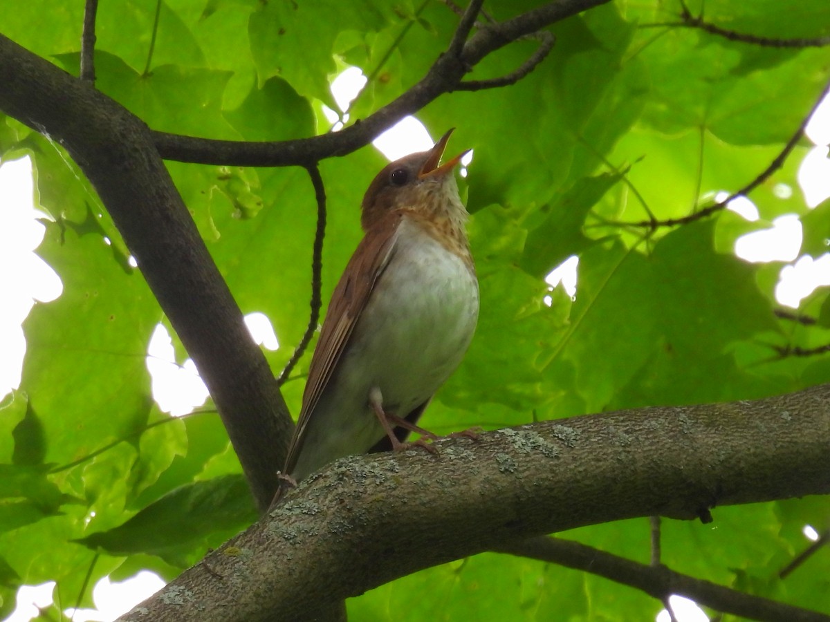 Veery - ML619896128