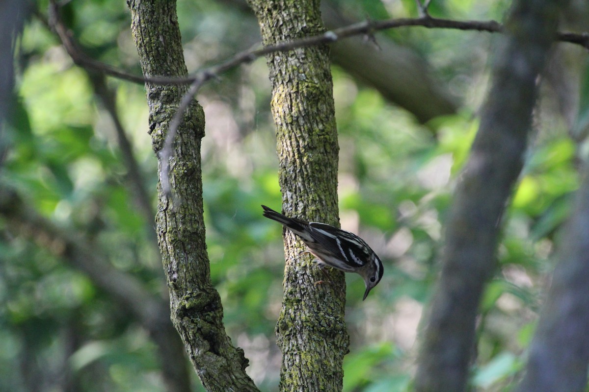 Black-and-white Warbler - ML619896129