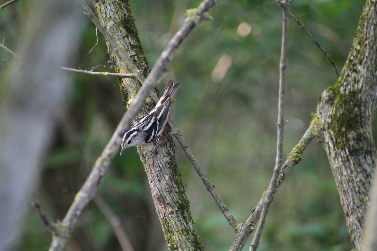 Black-and-white Warbler - ML619896133