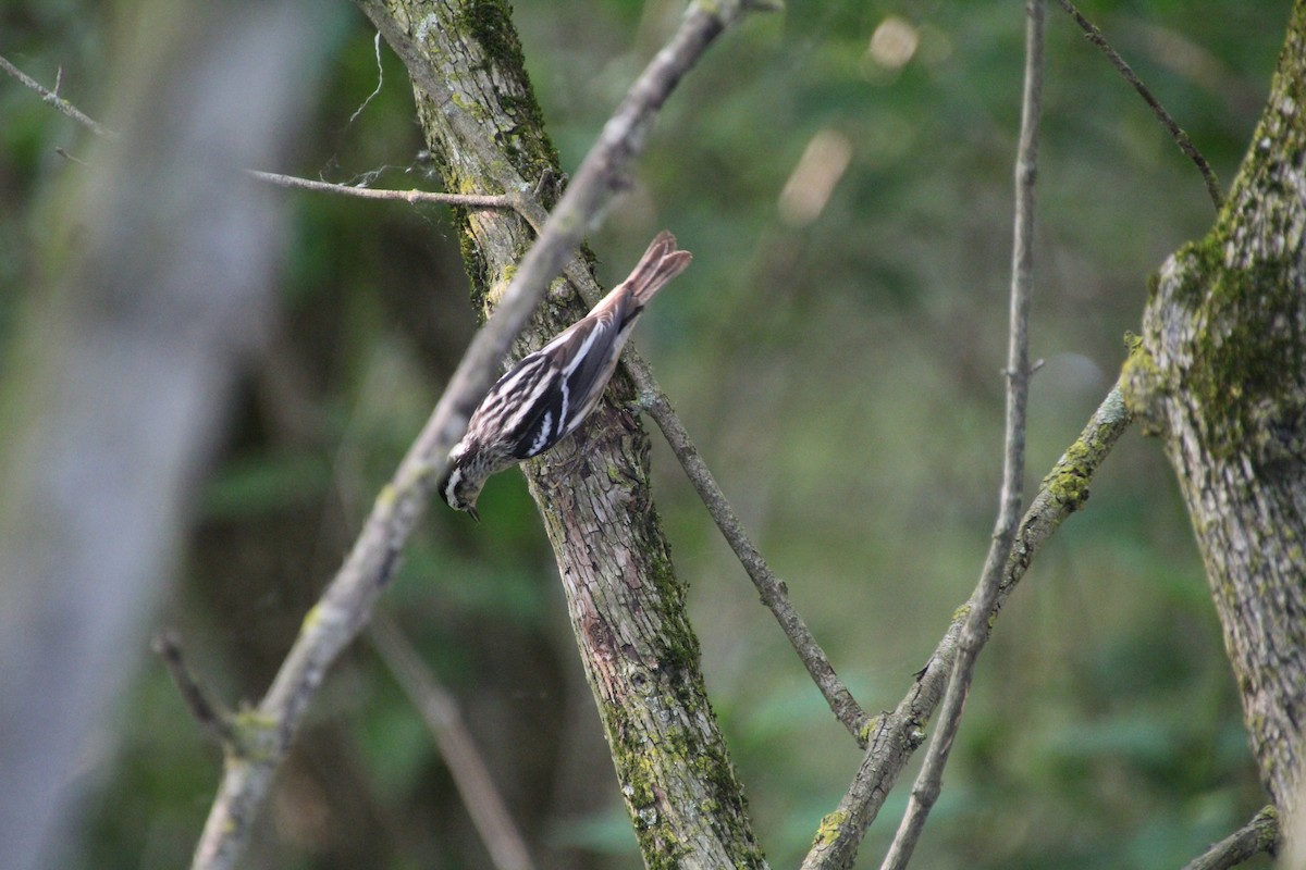 Black-and-white Warbler - ML619896134
