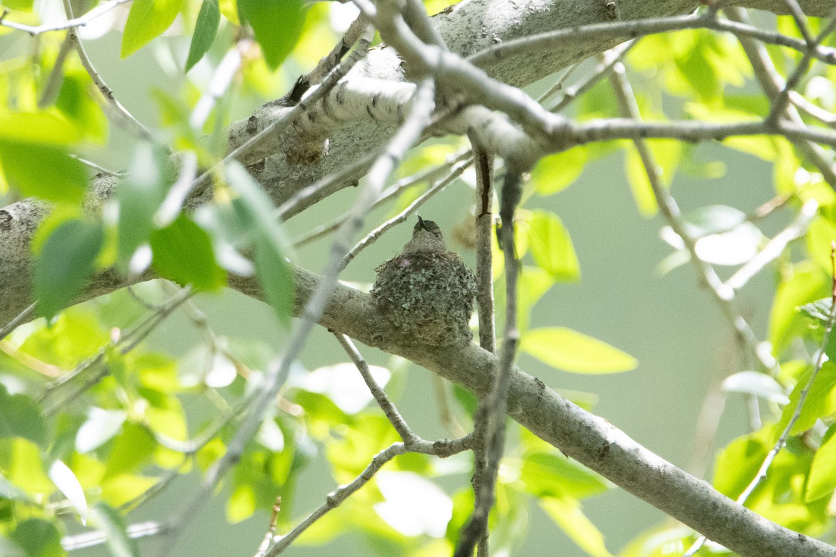 Broad-tailed Hummingbird - ML619896135