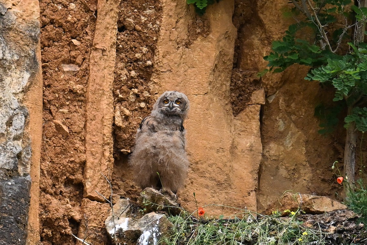 Eurasian Eagle-Owl - ML619896136
