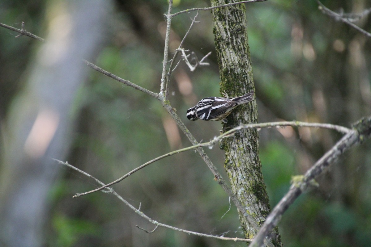Black-and-white Warbler - ML619896138