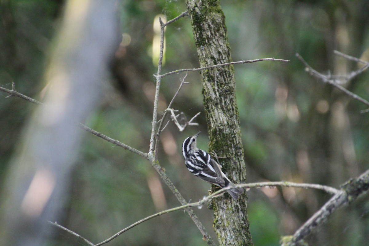 Black-and-white Warbler - ML619896140