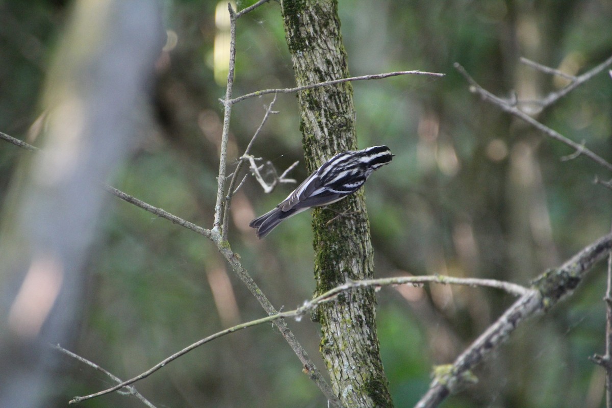 Black-and-white Warbler - ML619896141