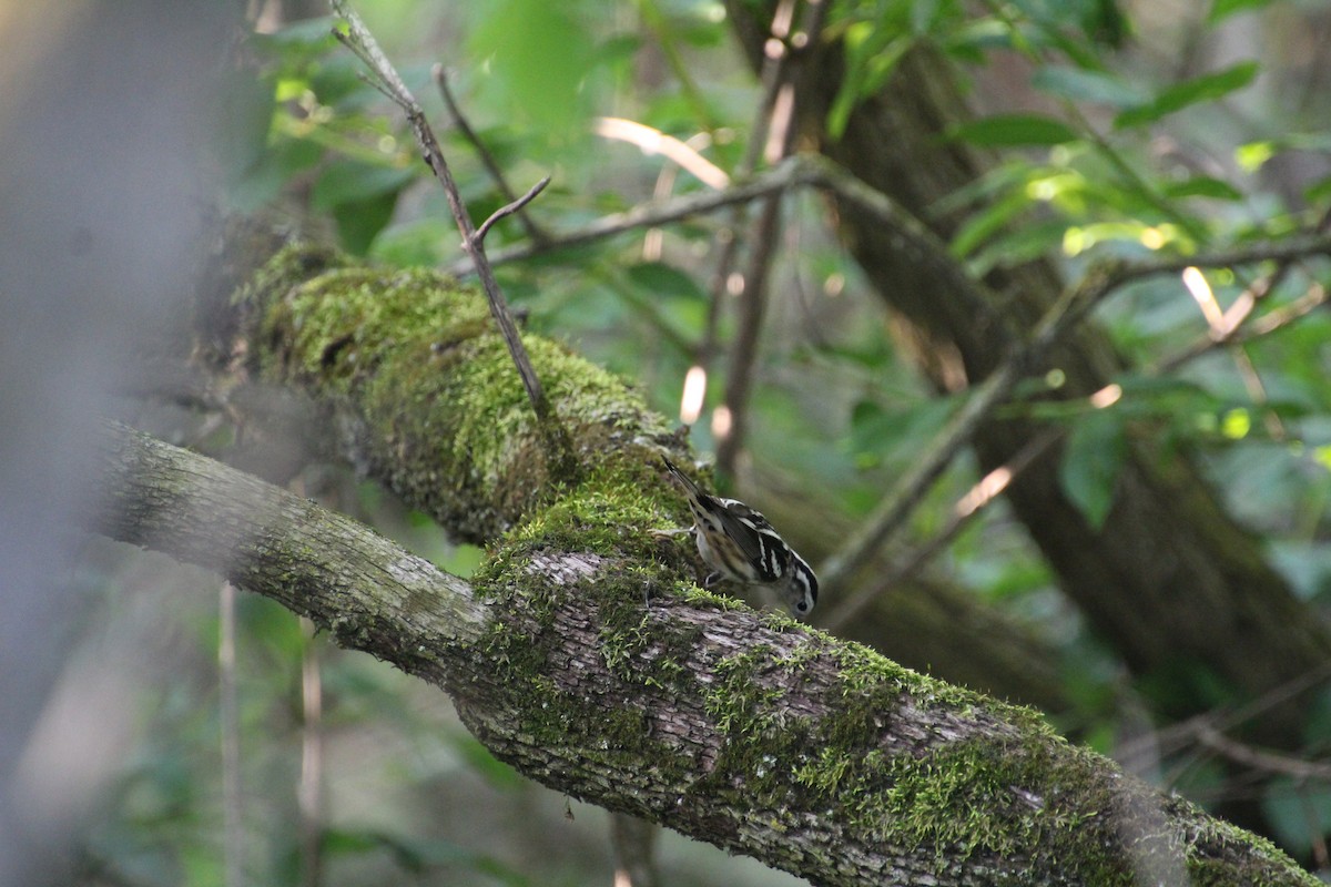 Black-and-white Warbler - ML619896143