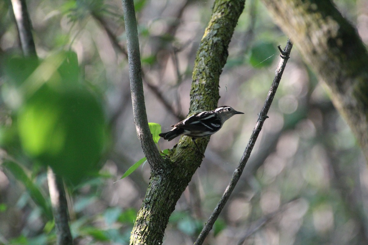 Black-and-white Warbler - ML619896148