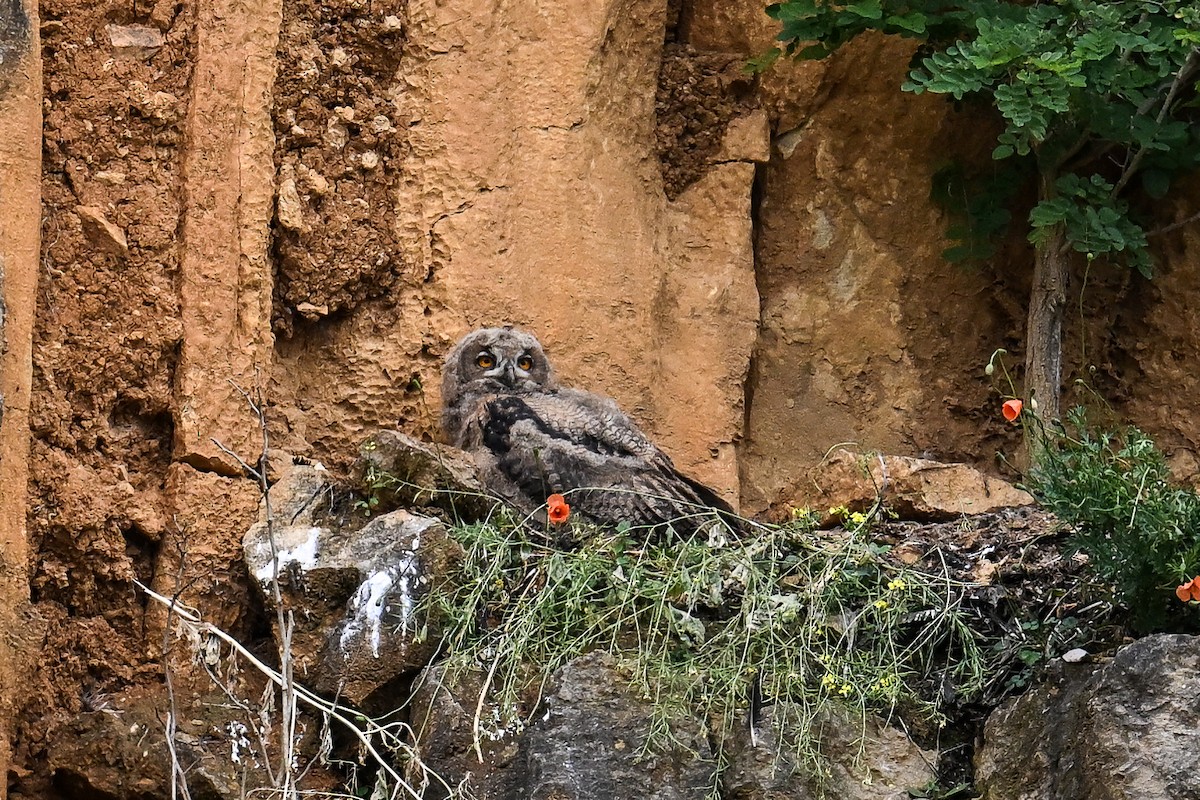 Eurasian Eagle-Owl - ML619896149