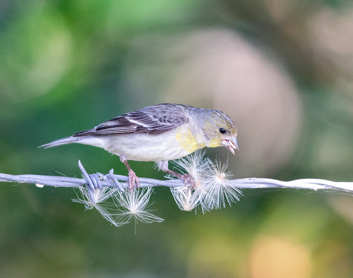 Lesser Goldfinch - ML619896150