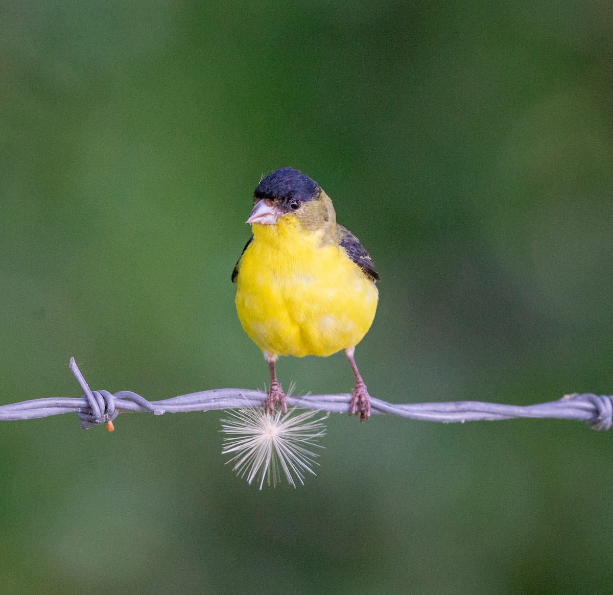 Lesser Goldfinch - ML619896151