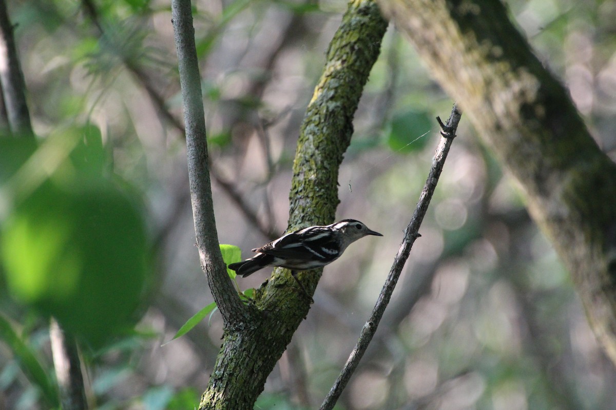 Black-and-white Warbler - ML619896152