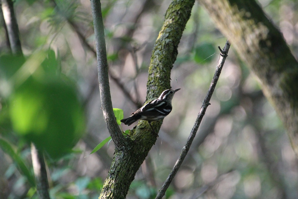 Black-and-white Warbler - ML619896153