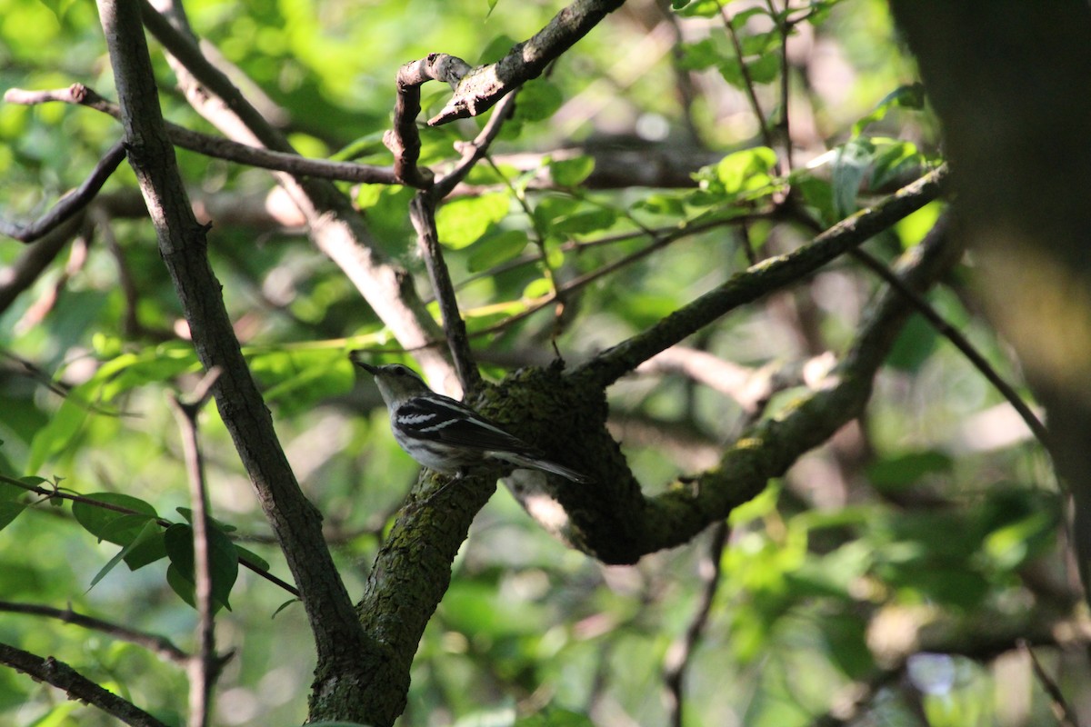 Black-and-white Warbler - ML619896157