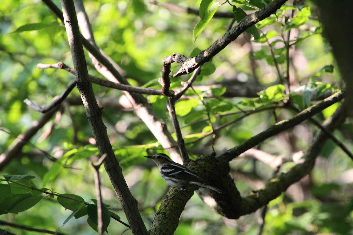 Black-and-white Warbler - ML619896159