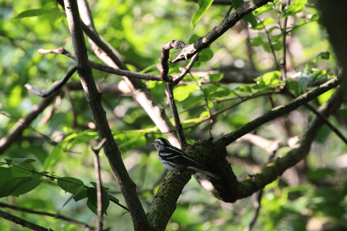 Black-and-white Warbler - ML619896161