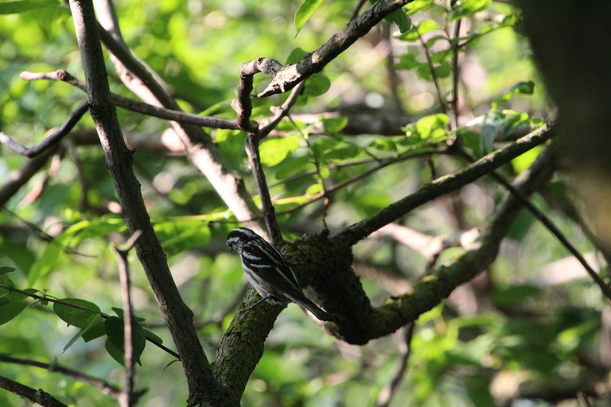 Black-and-white Warbler - ML619896163