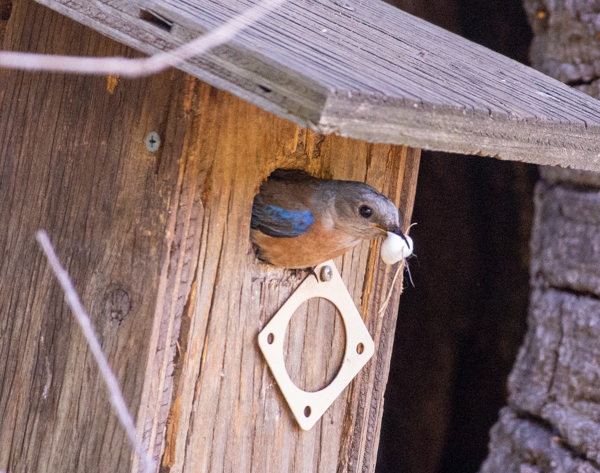 Western Bluebird - ML619896164