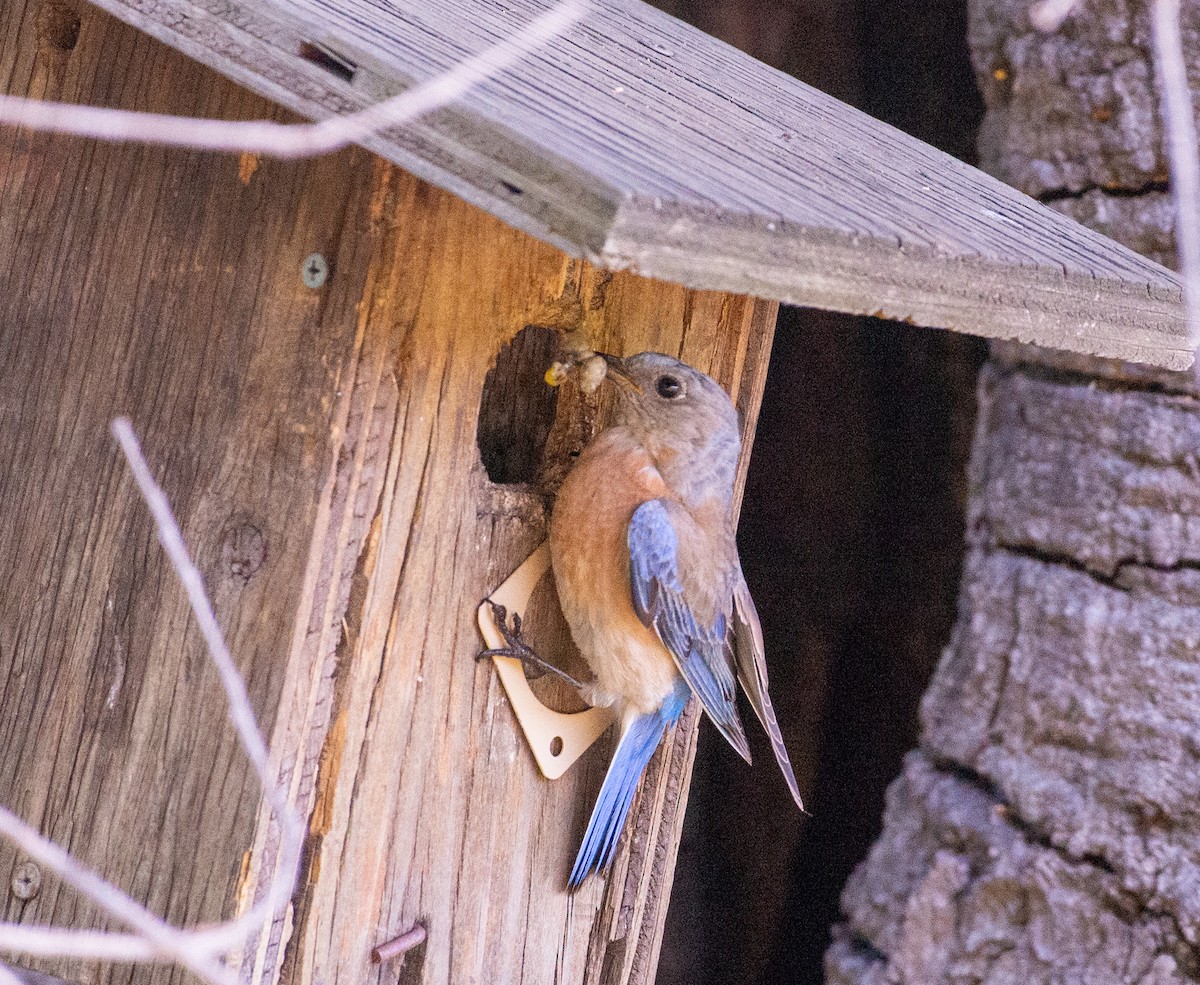 Western Bluebird - ML619896165