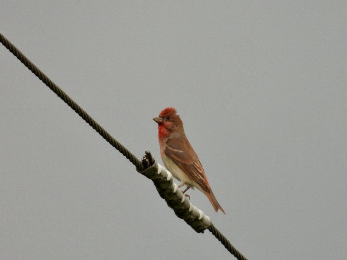 Common Rosefinch - ML619896166