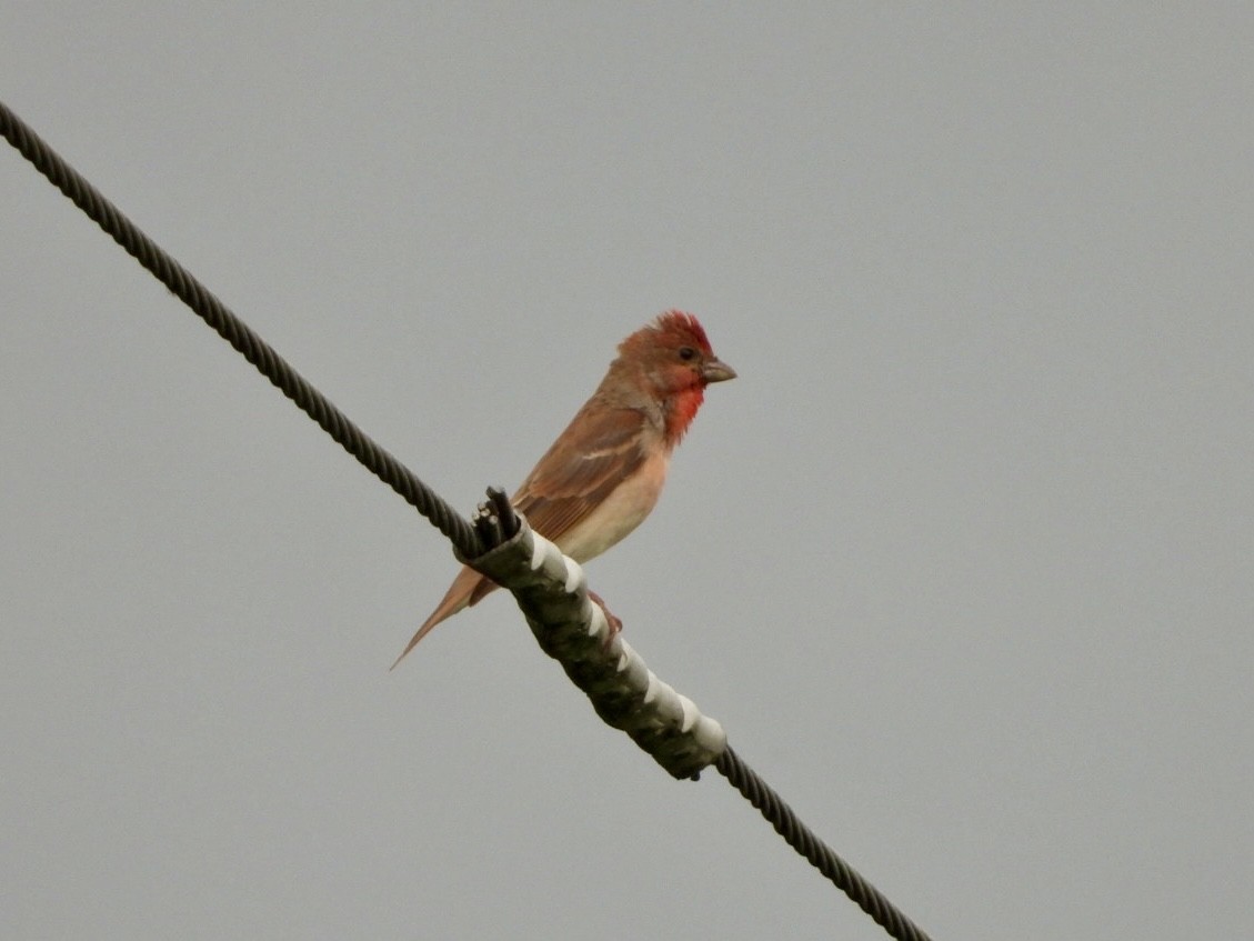 Common Rosefinch - ML619896167