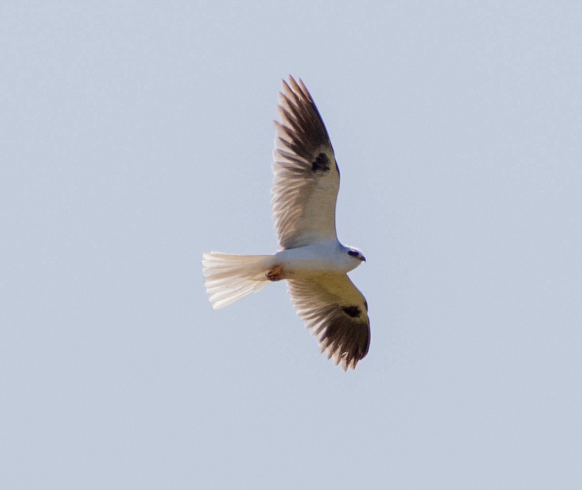 White-tailed Kite - ML619896168