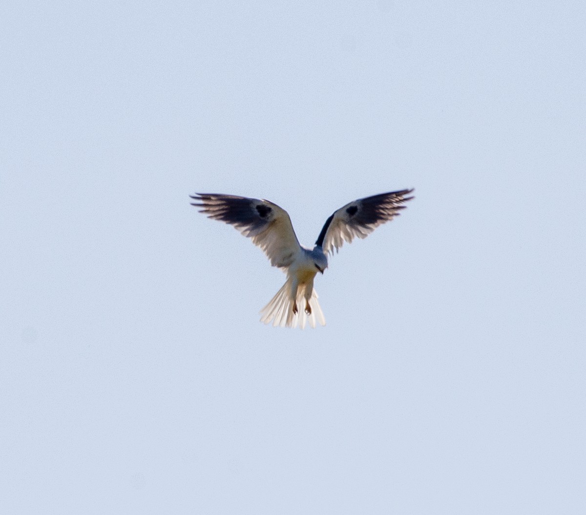 White-tailed Kite - ML619896169