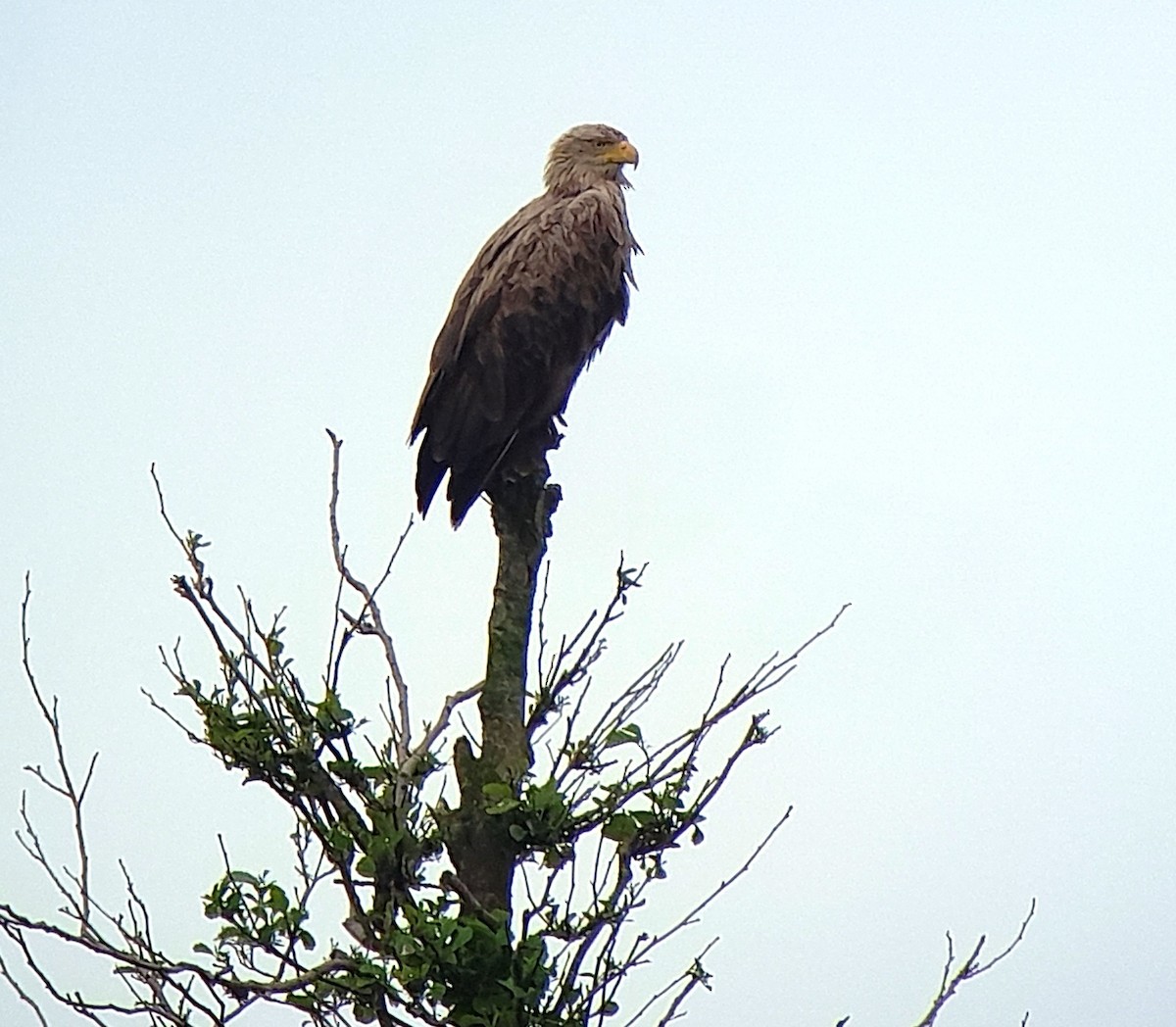 White-tailed Eagle - ML619896182