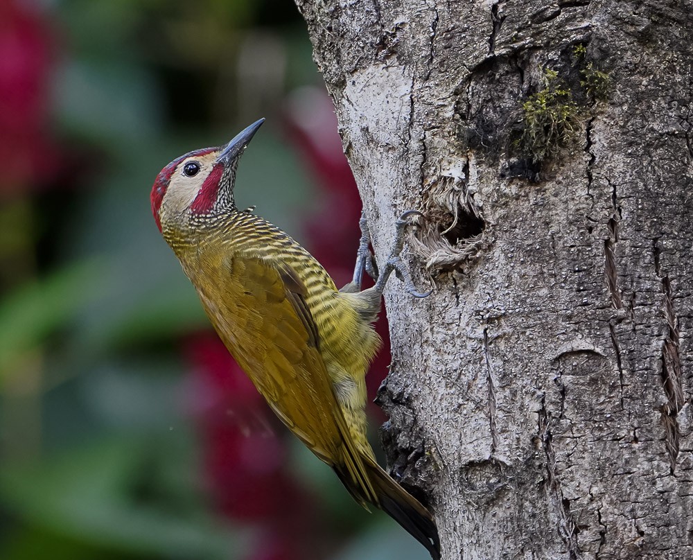 Golden-olive Woodpecker - ML619896189