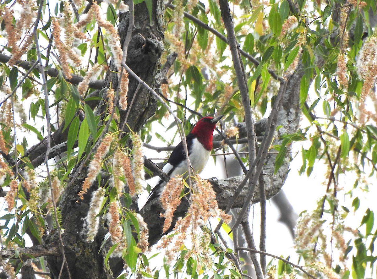 Red-headed Woodpecker - ML619896194