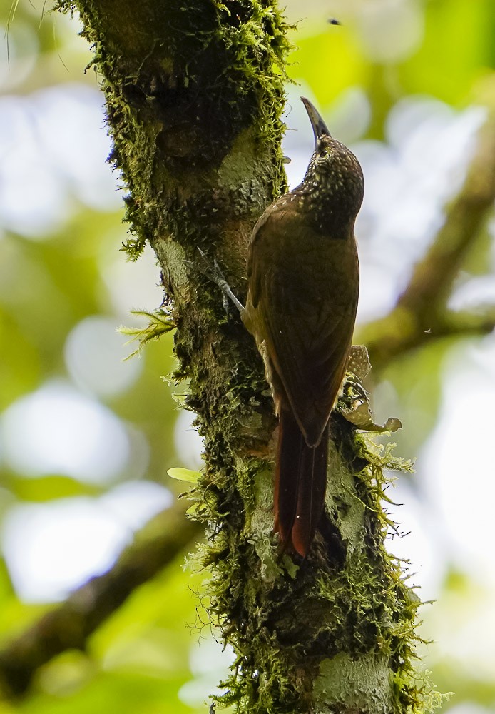 Yeşil Sırtlı Tırmaşık - ML619896198