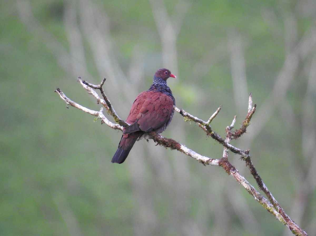 Pigeon ramiret - ML619896203