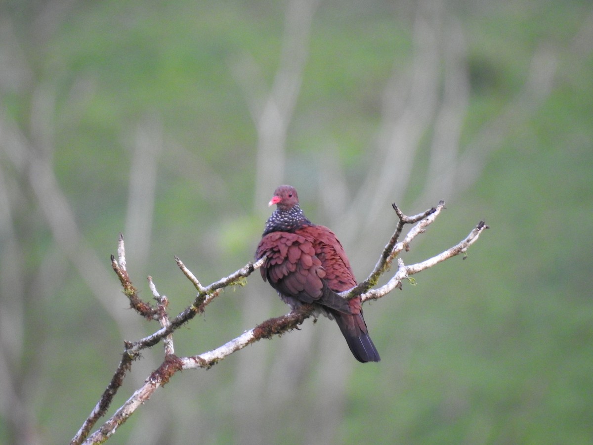 Pigeon ramiret - ML619896206