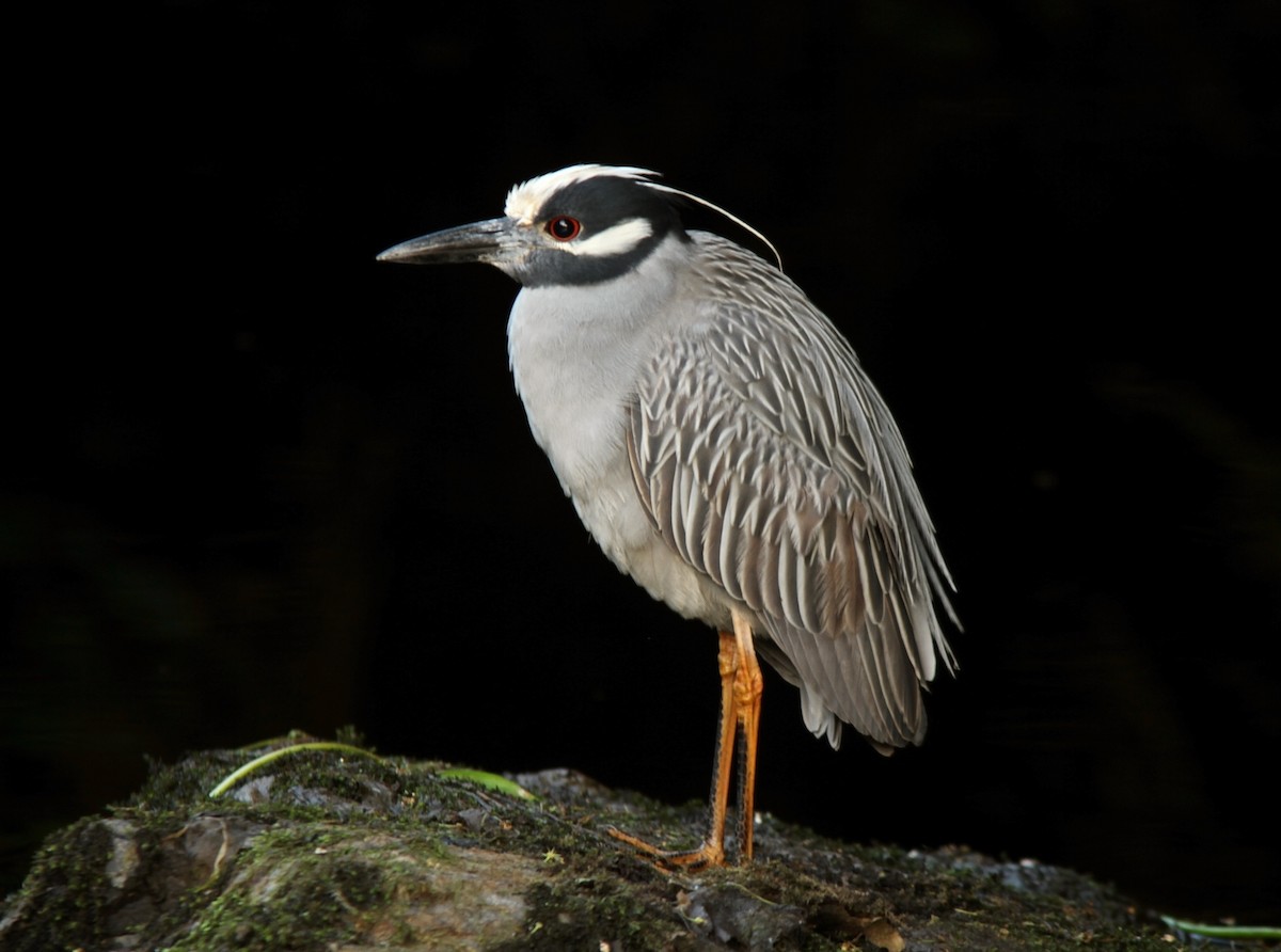 Yellow-crowned Night Heron - ML619896220