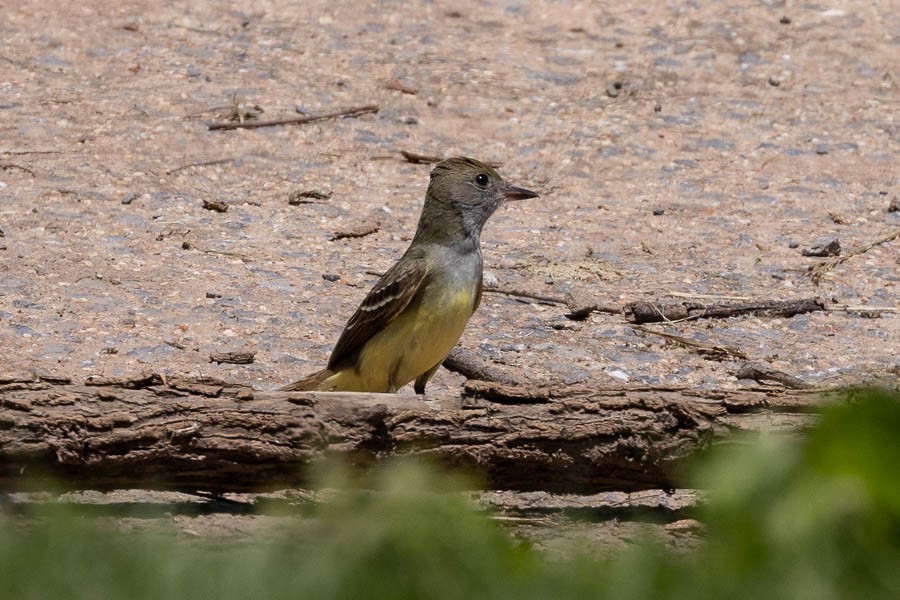 Great Crested Flycatcher - ML619896230