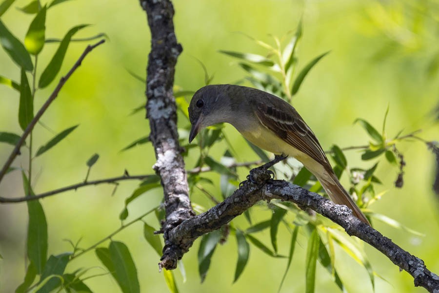 Great Crested Flycatcher - ML619896231