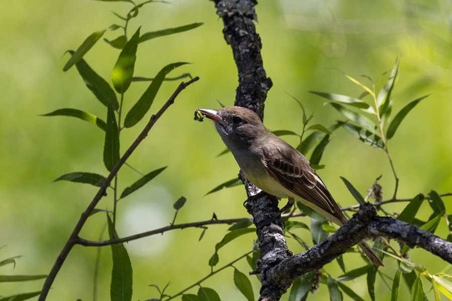 Great Crested Flycatcher - ML619896232